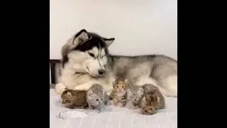 Husky Adoptive Father And Cute Kittens 😍😘🤩