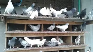 My Pigeons Part 5