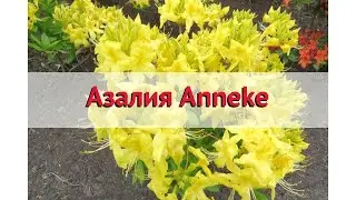 Азалия гибридная Аннеке 🌿 Обзор: посадка и уход. саженцы азалии Аннеке: описание и особенности