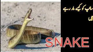 Check kro Sanp ko kaisy mar rhy hain
