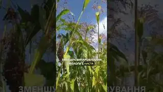 Нішева культура в Україні - сорго #shorts #сорго #зерно