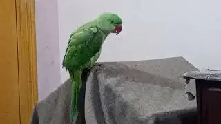 Totu has started to talk 🥰 #totu #totuvlog #soundofparrot #parrotkiawaz