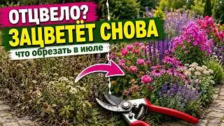PRUNE THIS IN JULY — and YOUR GARDEN WILL BLOOM AGAIN UNTIL AUTUMN