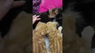 Маленькие драчуньи😂😃😜