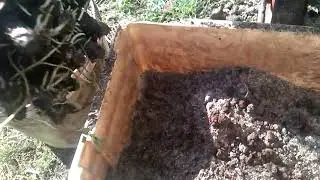 школка винограда 2018