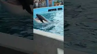tiernas