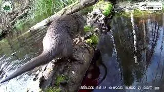 Otter's autumn hunt for frogs in the lens of the Seelock S308W trail camera (night video from 01:30)