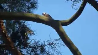 Woodpecker