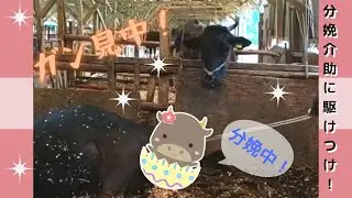 牛飼い女子❣　分娩介助に駆けつけ❣　『牛わか』分娩検知システム