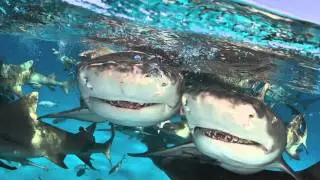 Rethink the Predator - Bahamas