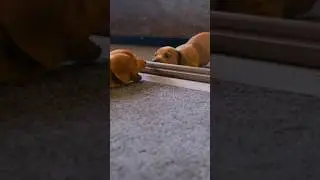 funny.video #shorts #funny #dog #shorts #video