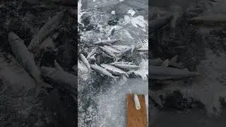 Клёв идет.