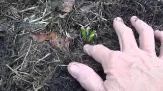 Collecting family heirloom potato onions