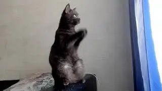 Прикол.Котёнок Толик молится.