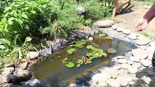 Курочка с цыплятками. Золотые рыбки. Куда делась завязь?!🤔