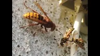FRELON contre GUÊPES ... LE COMBAT (mettre le son)