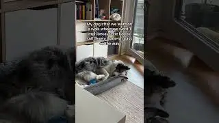 Everyday is a sniffari deluxe for mo bear #funnydog #aussie #dogmom