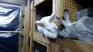 Кормящая самка  пришла в охоту.