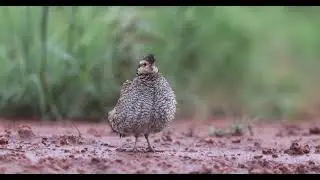 The Shake