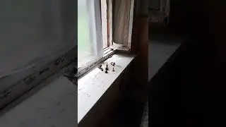 Гроссмейстер покинул игровое поле