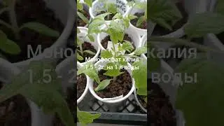 Чем и когда? Первая подкормка томатной рассады.#томаты