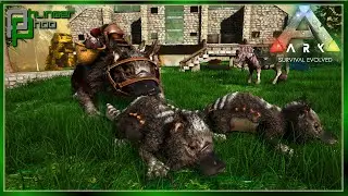 Breeding the Perfect Maewing for getting ALL the LOOT Ark Svart 26