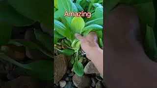 ❗harvesting mustard❗ #satisfying #viral #viralshorts #viral #viralshorts #nature