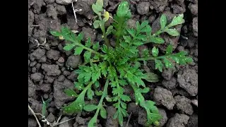Identifying Lesser Swinecress, Lepidium didymum, Coronopus didymus.