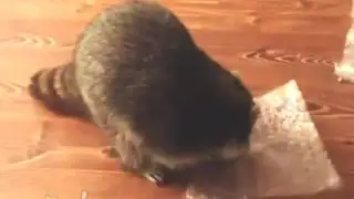 Енот зажигает