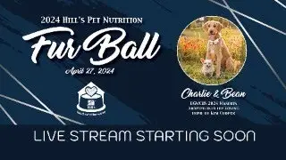 Fur Ball 2024
