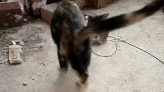 pounce!