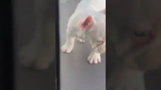 Les presento mi nueva mascota ￼