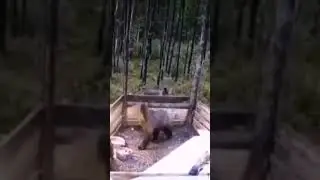 Медведь и свиньи 