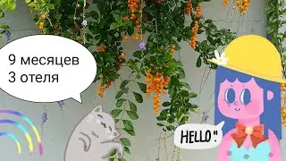 3 самых дешёвых отеля на Шри-Ланке 🏝️ Возвращение домой спустя 9 месяцев ✈️🪆🧳