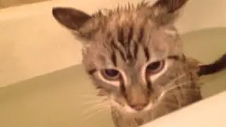 When a cat bathes...