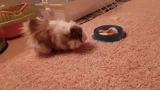 Фенька))