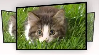 слайд шоу КОТИКИ