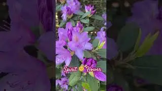 Spirit 🌺 Flower #naturelovers #nature #beutifull #spirituality #spiritual #spirit #flowers  #flower