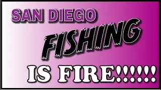 🔥🔥 #sandiego #fishing is FIRE RIGHT NOW🔥🔥 #kayakfishing #halibutfishing #sandiegobay #bassfishing