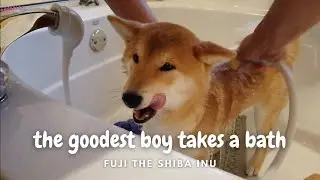Watch the goodest boy take a bath! | 一起看可爱的柴犬洗澡!