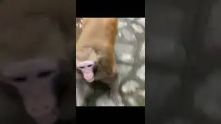 Лор Мишки Фредди 