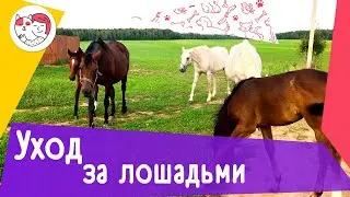 3 особенности ухода за лошадьми