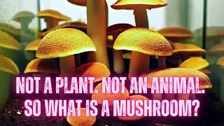 Not a Plant  Not an Animal  So What Is a Mushroom?