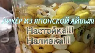 ЛИКЁР ИЗ ЯПОНСКОЙ АЙВЫ. НАСТОЙКА. НАЛИВКА.