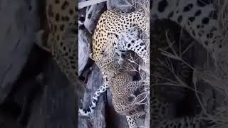 best video recently  