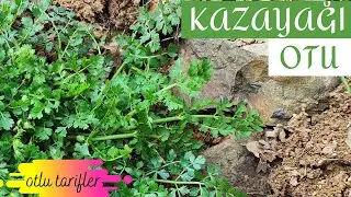 KAZAYAĞI OTUNDAN BÖREK YAPIMI / Yalancı Maydanoz Otu / Yenen Yabani Otlar