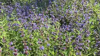 Native ground cover