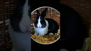 #Shorts Смешные Кролики Мимимишность Зашкаливает! Смешные Милые Животные Шортс Видео Shorts Животные