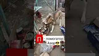 Старичок Азор снимает пробу с вкусных консерв✌🐕 