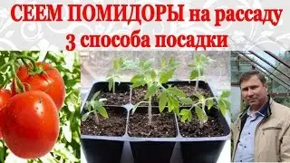 Sowing tomatoes for seedlings. Tips for beginning gardeners